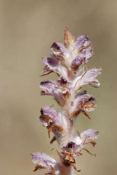 Image of Orobanche pubescens Dum.-Urville