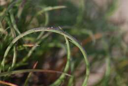 Image of sicklegrass