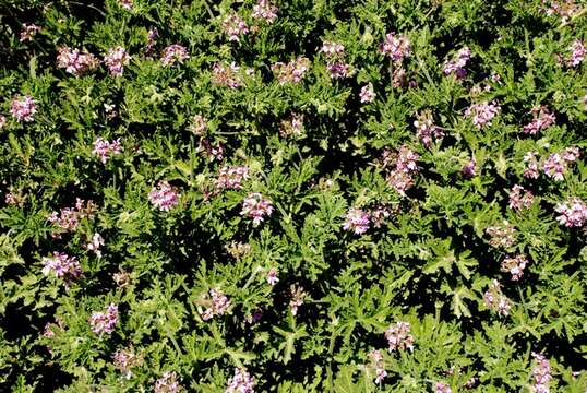 Image of Geranium