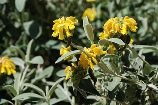 Plancia ëd Phlomis fruticosa L.