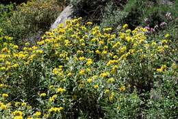 Image of shrubby Jerusalem sage