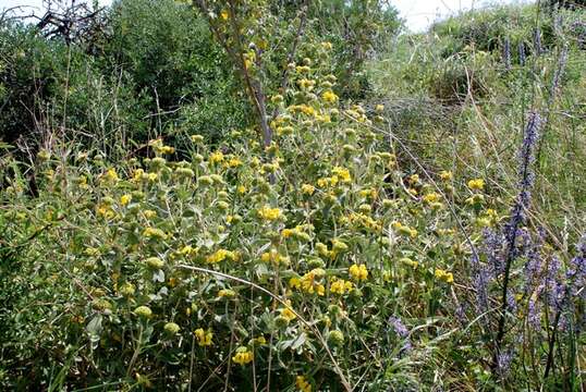 Plancia ëd Phlomis fruticosa L.