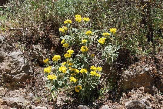 Plancia ëd Phlomis fruticosa L.