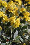 Image of shrubby Jerusalem sage