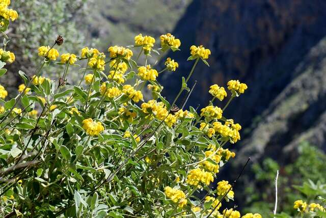 Image of shrubby Jerusalem sage