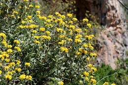 Image of shrubby Jerusalem sage