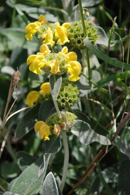 Image of shrubby Jerusalem sage