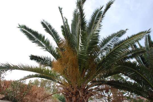 Image of date palm