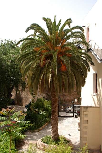 Image of date palm