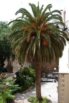 Image of date palm