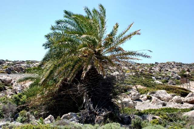 Image of Cretan Date Palm