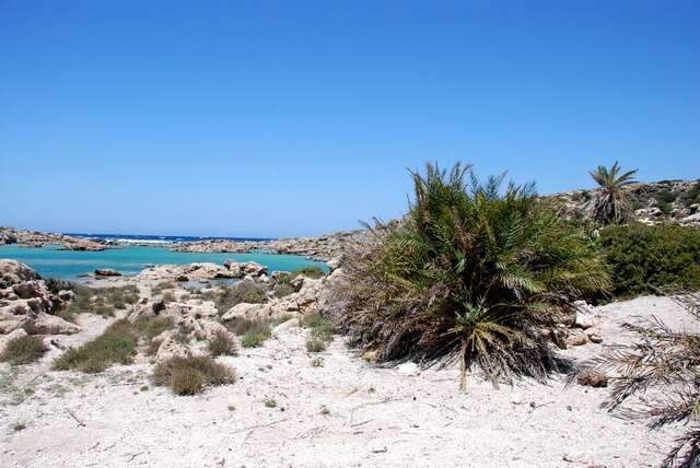 Image of Cretan Date Palm