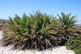 Image of Cretan Date Palm