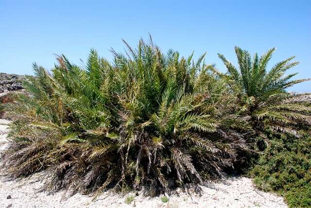 Image of Cretan Date Palm