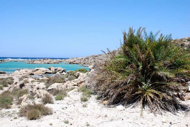 Image of Cretan Date Palm