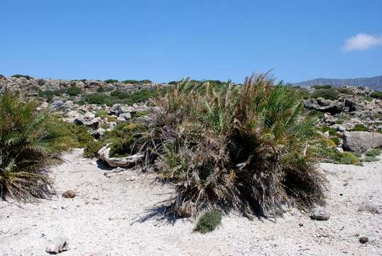 Image of Cretan Date Palm