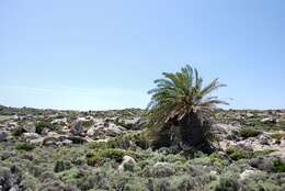 Image of Cretan Date Palm