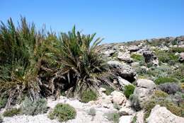 Image of Cretan Date Palm