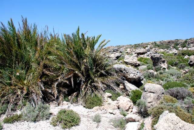 Image of Cretan Date Palm