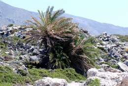 Image of Cretan Date Palm