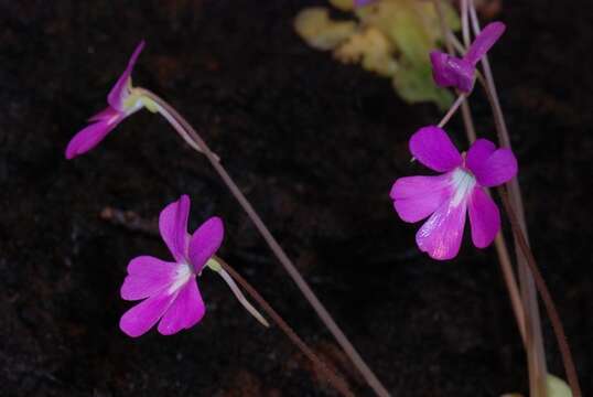 Image of Pinguicula subgen. Weser