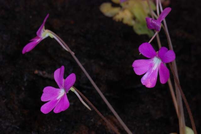 Plancia ëd Pinguicula subgen. Weser