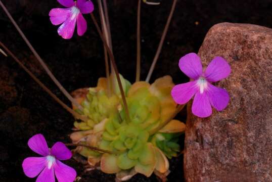 Image of Pinguicula subgen. Weser