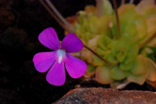 Image of Pinguicula subgen. Weser