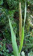 Panicum niihauense H. St. John的圖片