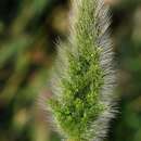 Image of Annual Beard-grass