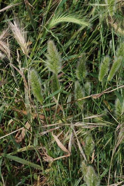 Image of Rabbitsfoot grass