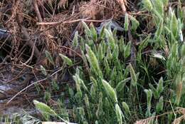 Image of Rabbitsfoot grass