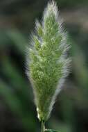 Image of Rabbitsfoot grass