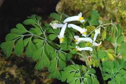 Plancia ëd Pseudofumaria alba (Mill.) Lidén