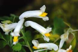 Plancia ëd Pseudofumaria alba (Mill.) Lidén