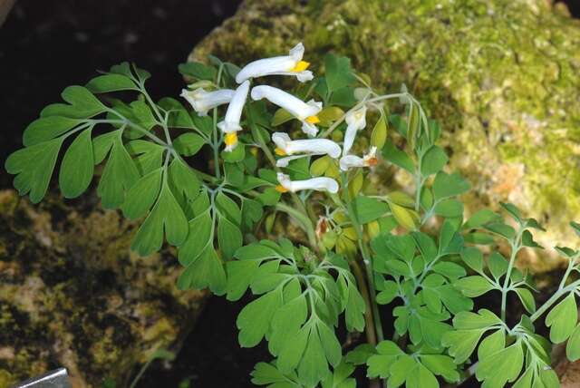 Plancia ëd Pseudofumaria alba (Mill.) Lidén