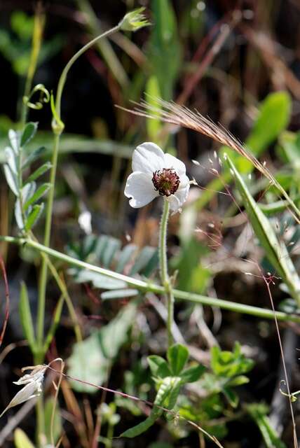 Image of Buttercup