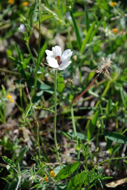 Image of Buttercup