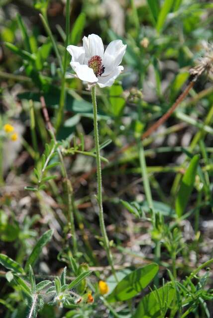 Image of Buttercup