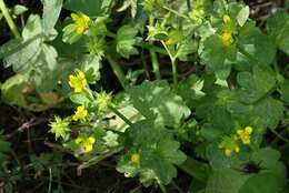 Image de Ranunculus muricatus L.