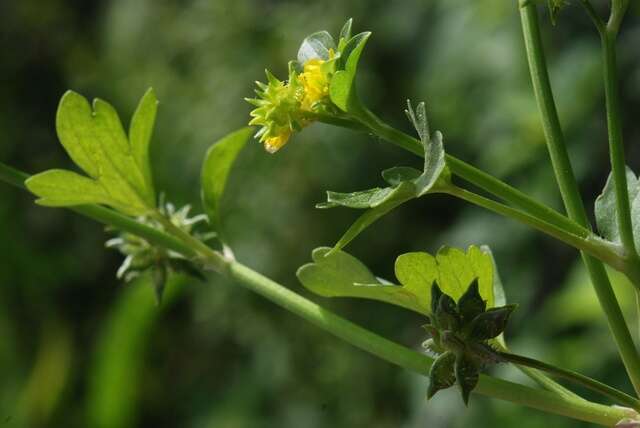 Image de Ranunculus muricatus L.