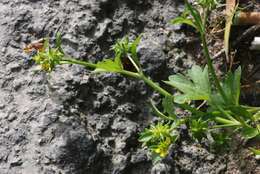 Image de Ranunculus muricatus L.