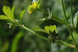 Image de Ranunculus muricatus L.