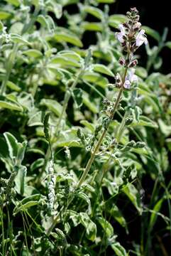Imagem de Salvia fruticosa Mill.