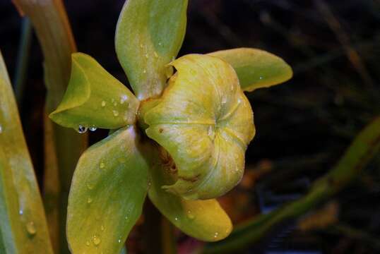 Image of pitcher plants