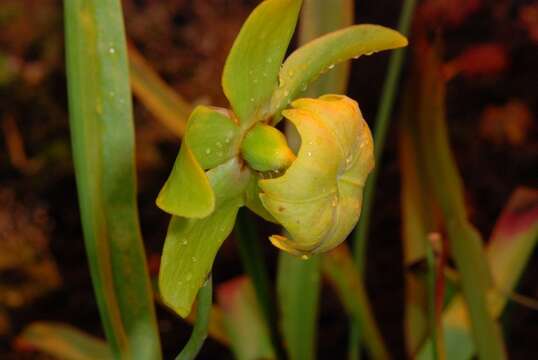 Image of pitcher plants