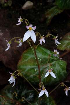 Image of creeping saxifrage