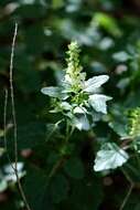 Scutellaria sieberi Benth.的圖片