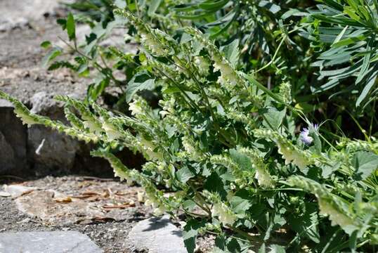 Scutellaria sieberi Benth.的圖片