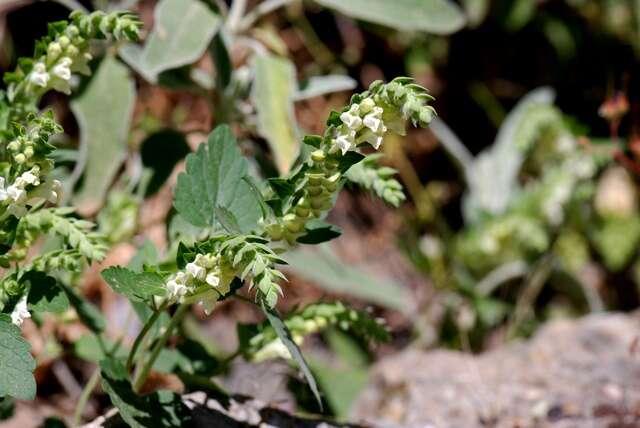 Scutellaria sieberi Benth.的圖片